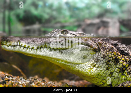 Bild von einem jungen Krokodil, starrte aus dem Wasser Stockfoto