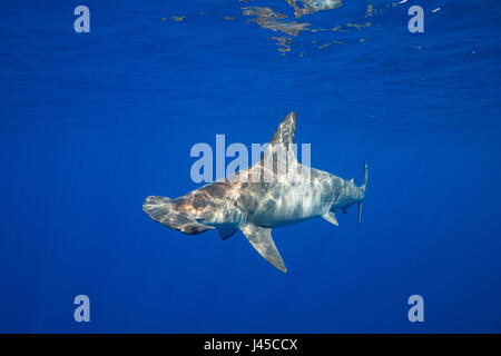 weiblichen Bogenstirn Hammerhai Sphyrna lewinii aus Keauhou, South Kona, Big Island, Hawaii, USA (Zentralpazifik) Stockfoto