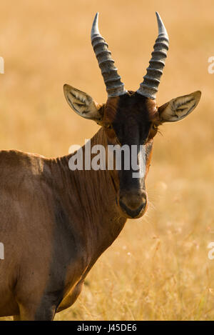 Topi (Damaliscus lunatus jimela), Masai Mara, Kenia Stockfoto