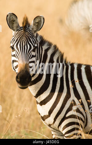 Einsame Ebenen Zebras (Equus quagga), Masai Mara, Kenia Stockfoto