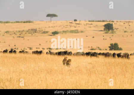 Ein paar der Hyäne zu Fuß in Richtung eine Herde Zebras und Gnus, Massai Mara, Kenia Stockfoto