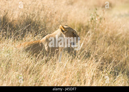 Löwe (Panthera leo) Im hohen Gras, Masai Mara, Kenia Sitzen Stockfoto