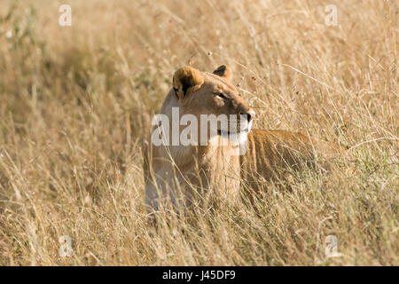 Löwe (Panthera leo) Im hohen Gras, Masai Mara, Kenia stehend Stockfoto