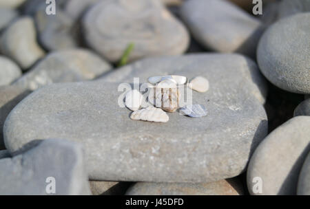 Ein Ring aus Kiesel und kleine Schale Fensterläden auf einem großen Stein Stockfoto