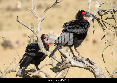 Ein Paar der südlichen Boden Nashornvögel (Bucorvus leadbeateri) auf Baum, Masai Mara, Kenia Stockfoto