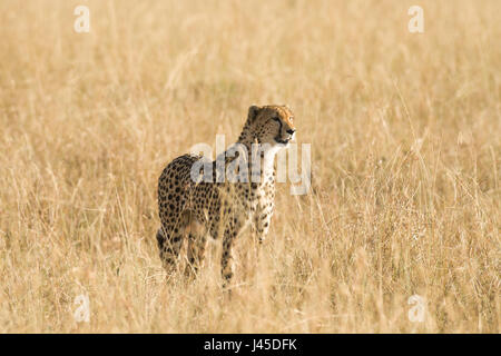 Gepard (Acinonyx jubatus) Im hohen Gras, Masai Mara, Kenia stehend Stockfoto