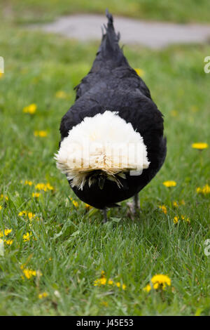 Freilandhaltung White Crested schwarz polnischen Huhn mit einem Kopf bedeckt mit weißen Gefieder picken für Lebensmittel in Feld mit grünem Rasen und Löwenzahn. Stockfoto