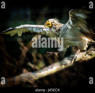 Große Vogel Schmutzgeier (Neophron Percnopterus) auf dunklem Hintergrund Stockfoto