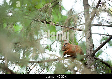 Roten Eichhörnchen Fell lustige Tiere Herbstwald auf Hintergrund wilde Natur Tier thematische Sciurus Vulgaris Nagetier Stockfoto