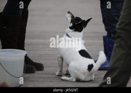 Ein netter Hund bettelt um Essen Stockfoto