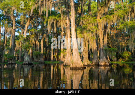 Spanish Moss von kahle Zypresse Bäume hängen fängt die Morgensonne in einen malerischen Blick auf Caddo Lake, den Sumpf an der Grenze von Texas-Louisiana Stockfoto