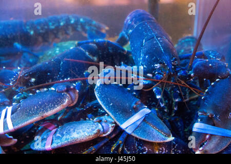 Blauer Hummer in einem Tank in einem restaurant Stockfoto