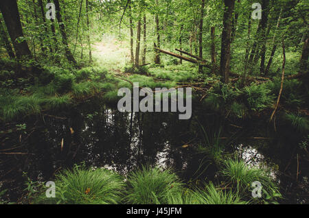 Sumpf im grünen Wald, Wildnis Landschaft Stockfoto