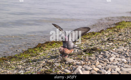 Blaue Taube mit Verbreitung Flügel sitzt rittlings auf einem braunen Taube am Ufer des Meeres Stockfoto