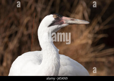 Whooping crane (Grus americana) in der kanadischen Wildnis Ausstellung bei der Calgary Zoo, Teil der gefährdeten Arten Zucht Stockfoto