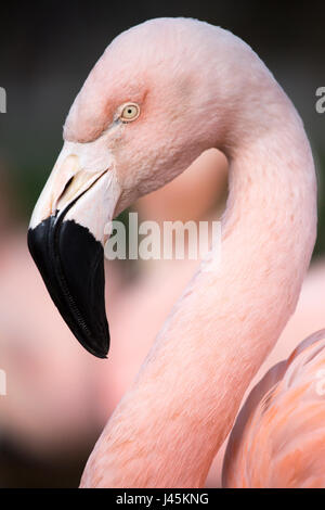 Chilenische Flamingo Nahaufnahme (Phoenicopterus chilensis) Stockfoto