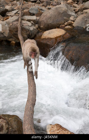 Japanischer Makak (Macaca fuscata) überquert den Fluss auf einer Holzbrücke im Jigokudani Monkey Park, Japanische Alpen, Japan Stockfoto