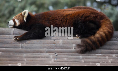 Roter Panda (Ailurus Fulgens) schlafen auf Bambus-Dach Stockfoto