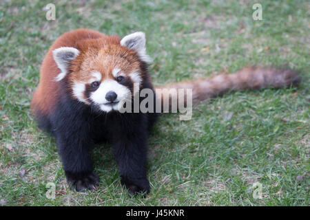 Roter Panda. Ailurus fulgens. Stockfoto