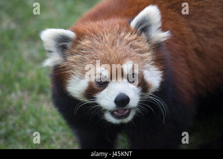 Rotes Panda-Gesicht (Ailurus fulgens) Stockfoto