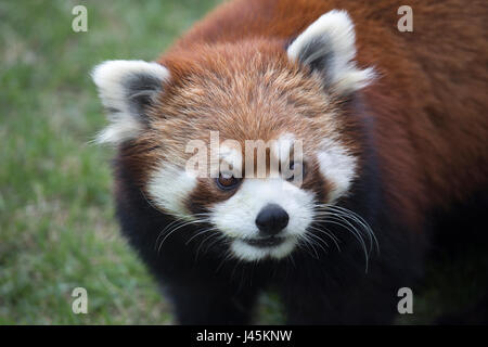 Rotes Panda-Gesicht (Ailurus fulgens) Stockfoto