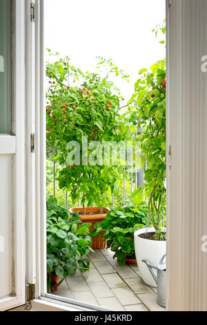 Blick durch eine offene Balkontür auf Tomaten und Erdbeeren Pflanzen in Töpfen, Raum kopieren Stockfoto