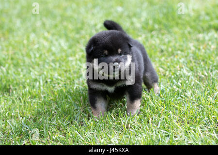 Porträt von niedlichen Tan Shiba Inu Welpe Hund auf dem grünen Rasen Stockfoto
