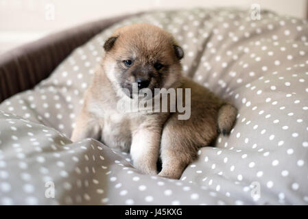 Porträt von niedlichen Creme farbigen Shiba Inu Welpe Hund im Korb Stockfoto