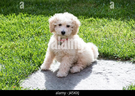 Kleine goldene Spielzeug Pudel Welpen einen bunten roten Halsband, im Garten auf einem Pflasterstein in eine grüne Rasenfläche in der Sonne zu sitzen Stockfoto