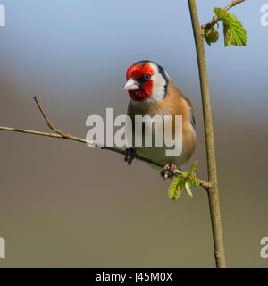 Europäische Goldfinch Stockfoto