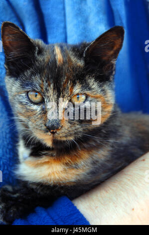 Kätzchen hat ungewöhnliche Färbung von Orange, Braun und Schwarz. Katze aus Bernstein Augen beobachten aus dem Schutz der Eigentümer. Stockfoto