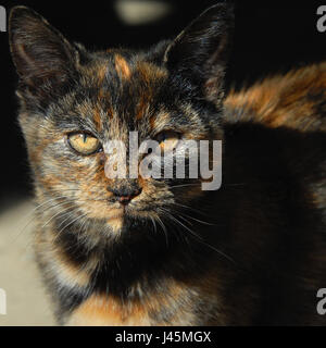 Ungewöhnliche Mischung von Farben erhöht die bernsteinfarbenen Augen dieses jungen Kätzchen.  Bunte Katze hat Mischung aus Orange, schwarz und braun. Stockfoto