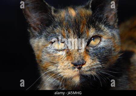 Amber Katzenaugen schmal bei strahlendem Sonnenschein.  Kätzchen ist jung und hat gemischte Farbe Orange, braun und schwarz.  Nahaufnahme von Kätzchen Gesicht. Stockfoto