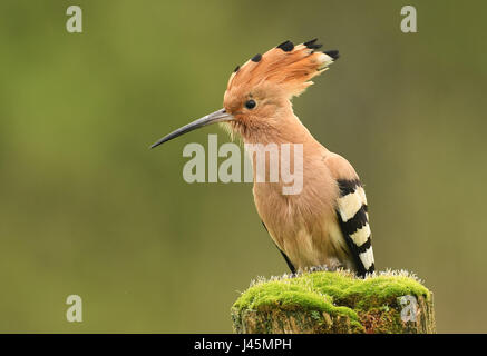 Eurasische Wiedehopf oder gemeinsamen Wiedehopf (Upupa Epops) Stockfoto