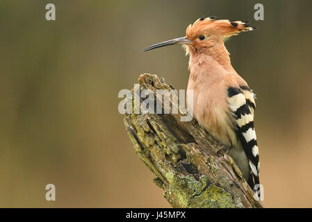 Eurasische Wiedehopf oder gemeinsamen Wiedehopf (Upupa Epops) Stockfoto