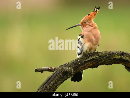 Eurasische Wiedehopf oder gemeinsamen Wiedehopf (Upupa Epops) Stockfoto