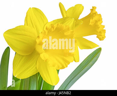 Gelbe Garten Narzissen gegen weiß. Stockfoto