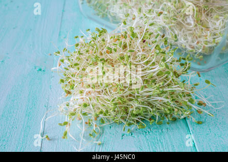 Newly home sprouted red clover sprouts. Stockfoto