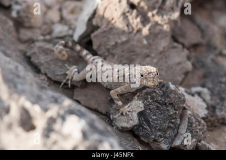 Gecko auf einem Felsen, gefunden in Ras Hadd, Sultanat von Oman, Tierbeobachtung, Reptilienarten Stockfoto