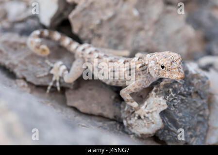 Gecko auf einem Felsen, gefunden in Ras Hadd, Sultanat von Oman, Tierbeobachtung, Reptilienarten Stockfoto