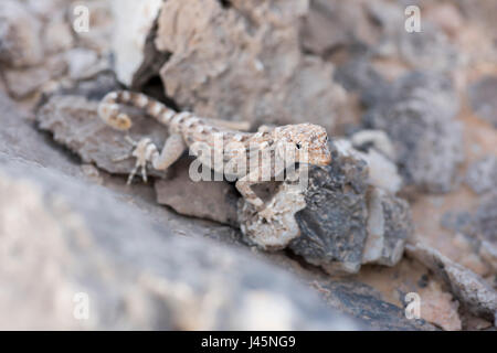 Gecko auf einem Felsen, gefunden in Ras Hadd, Sultanat von Oman, Tierbeobachtung, Reptilienarten Stockfoto