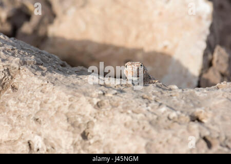 Gecko auf einem Felsen, gefunden in Ras Hadd, Sultanat von Oman, Tierbeobachtung, Reptilienarten Stockfoto