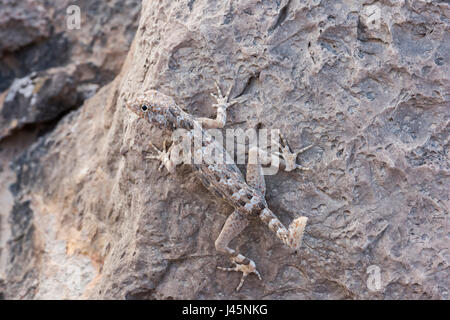 Gecko auf einem Felsen, gefunden in Ras Hadd, Sultanat von Oman, Tierbeobachtung, Reptilienarten Stockfoto