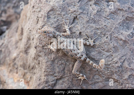 Gecko auf einem Felsen, gefunden in Ras Hadd, Sultanat von Oman, Tierbeobachtung, Reptilienarten Stockfoto