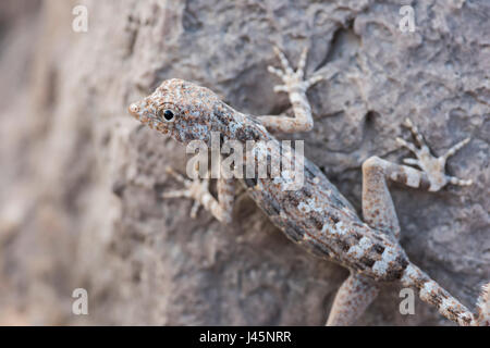 Gecko auf einem Felsen, gefunden in Ras Hadd, Sultanat von Oman, Tierbeobachtung, Reptilienarten Stockfoto