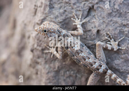 Gecko auf einem Felsen, gefunden in Ras Hadd, Sultanat von Oman, Tierbeobachtung, Reptilienarten Stockfoto