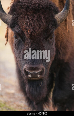 Porträt von einem Bison, Wyoming. Stockfoto