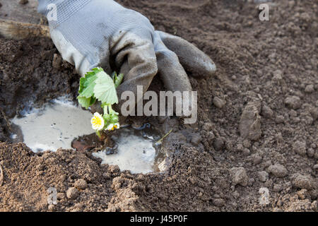 Frau, die Erdbeeren Pflanzen Stockfoto