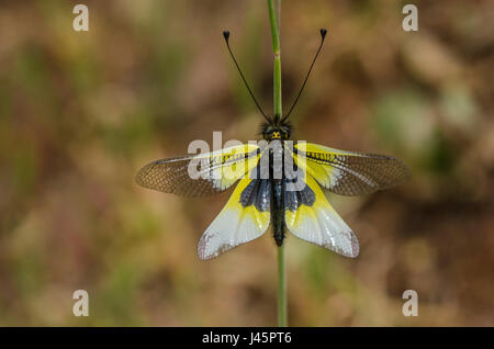 Eule-Fly Libelloides Baeticus, Ascalaphus Libelluloides, Wildtiere, Insekten auf dem Rasen. Andalusien, Spanien Stockfoto