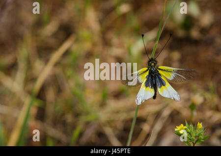 Eule-Fly Libelloides Baeticus, Ascalaphus Libelluloides, Wildtiere, Insekten auf dem Rasen. Andalusien, Spanien Stockfoto